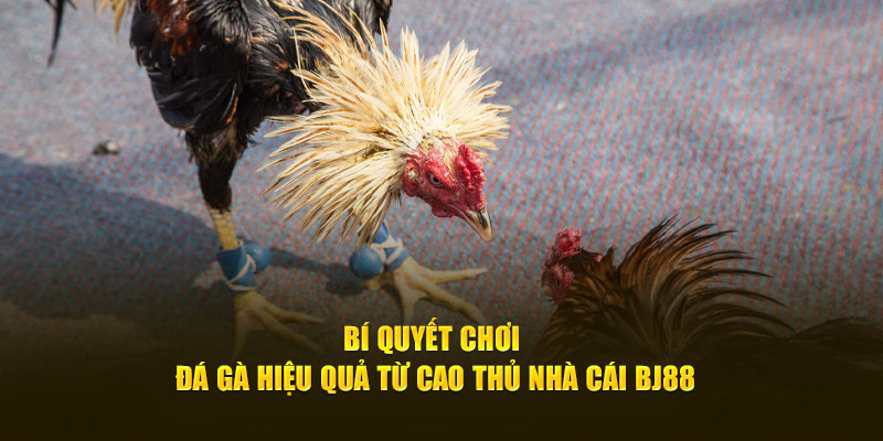 Bí quyết chơi đá gà hiệu quả từ cao thủ nhà cái BJ88