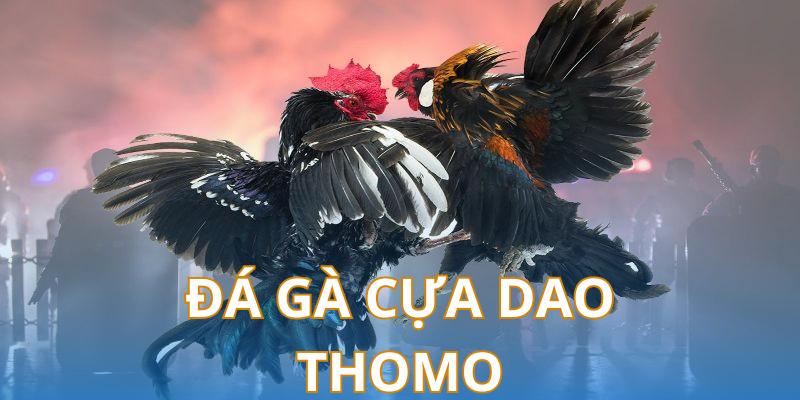 Đá gà Thomo cựa dao là thể loại giải trí đẫm máu, kịch tính