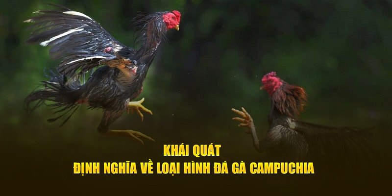 Khái quát định nghĩa về loại hình đá gà campuchia