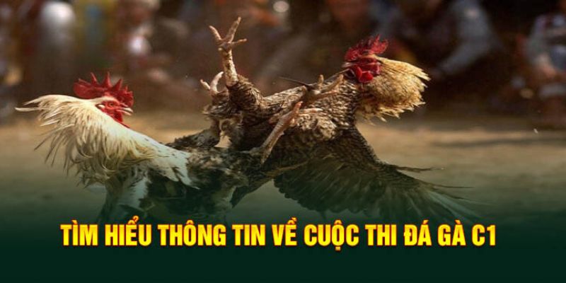 Tìm hiểu đôi nét về khái niệm của chọi gà C1