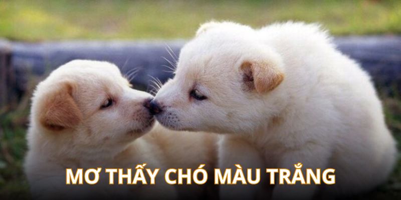 Gặp chó màu trắng khi chiêm bao báo hiệu nhiều sự tốt lành